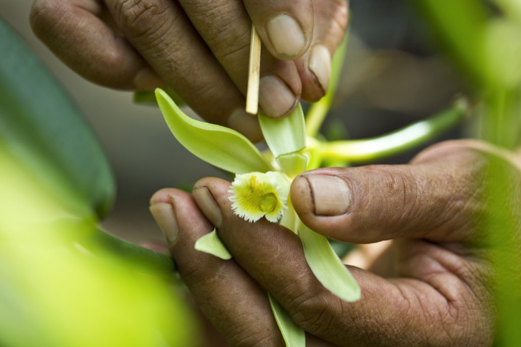 P2_10_RAIATEA_01567